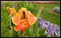 CRW_8465 Orange and Yellow Flower Macro